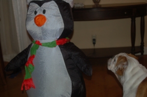 Wonderbutt ferociously warns Penobscott Penguin that his presence is not welcome in the Firepants household.
