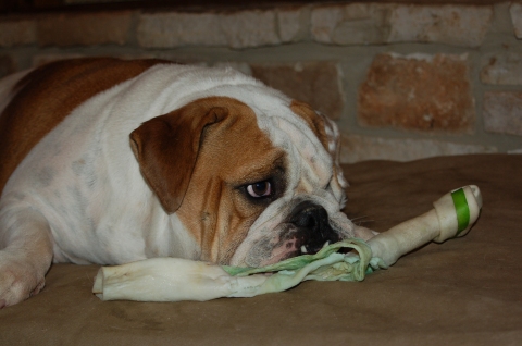 Wonderbutt rests on the rawhide bone he stole from Mrs. P.I.B.  His own bone was identical (with a red stripe).